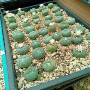 10806-600×450-1.jpg Peyote Buttons