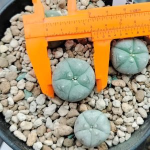 Peyote Buttons - Image 2