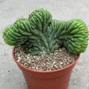 Kaktus-JPG.jpg Crested San Pedro (ECHINOPSIS PACHANOI CRISTATA)