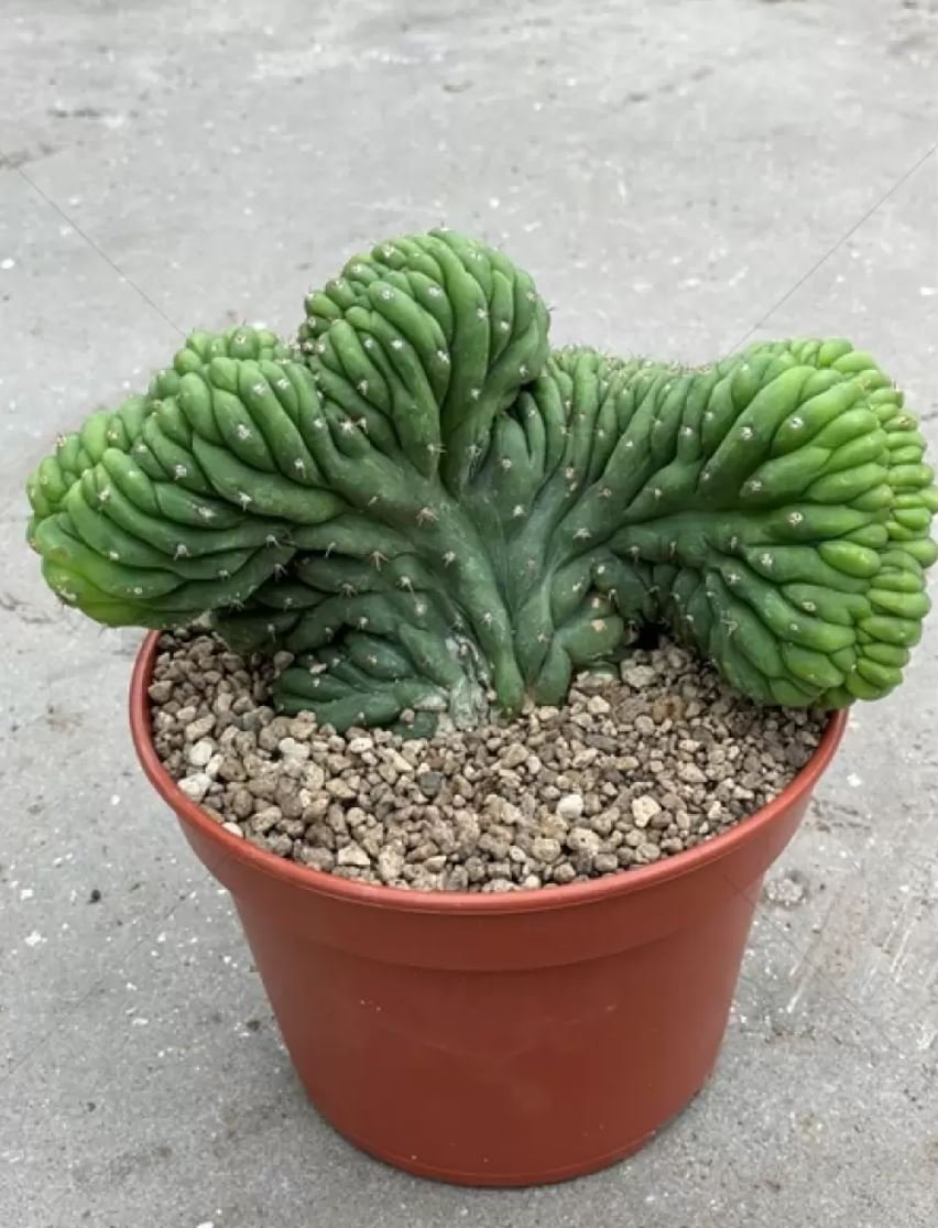 Crested San Pedro (ECHINOPSIS PACHANOI CRISTATA)