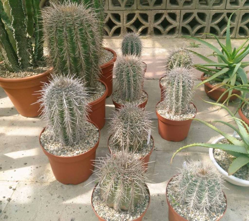 Carnegiea gigantea Saguaro - Image 2