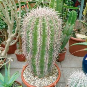 carnegiea-gigantea-saguaro-xl.jpg Carnegiea gigantea Saguaro