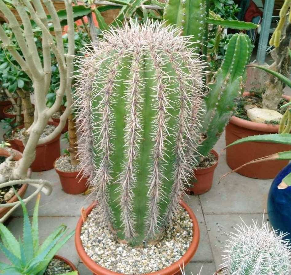 Carnegiea gigantea Saguaro