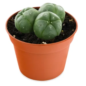 peyote-3-cluster.webp Peyote Cactus 3-Cluster (LOPHOPHORA WILLIAMSII)