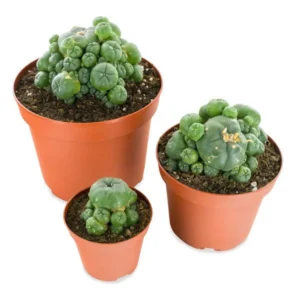 peyote-pups-lophophora-williamsii.webp PEYOTE WITH PUPS (LOPHOPHORA WILLIAMSII)